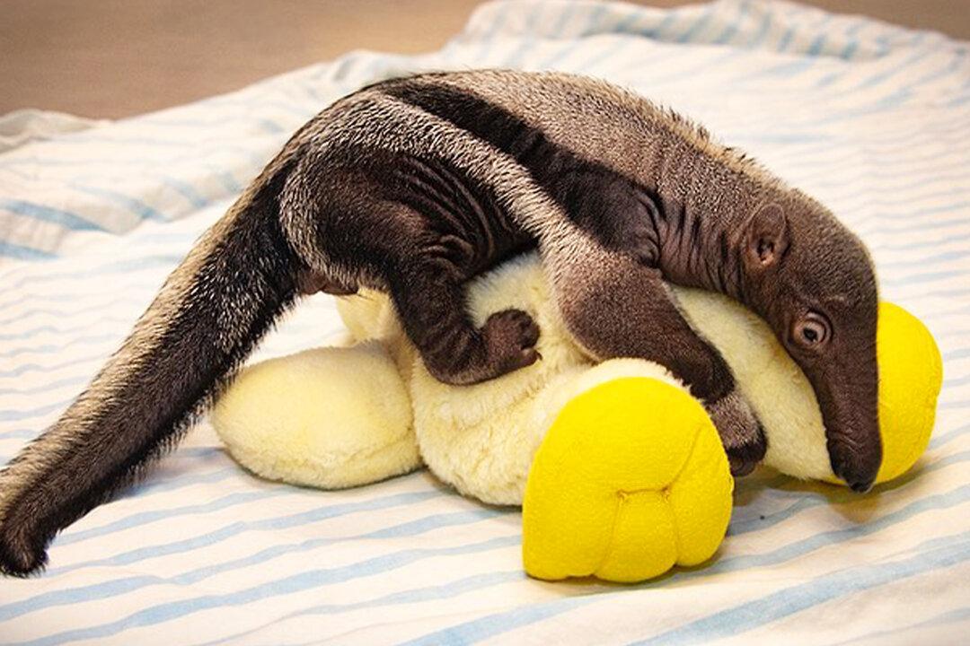 Baby Giant Anteater Born at Miami Zoo Rejected by Mother, Survives Despite All Odds