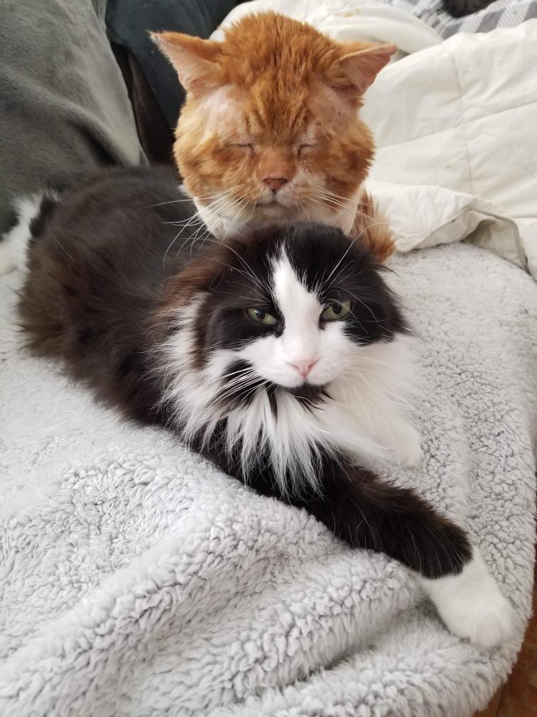 (Courtesy of <a href="https://www.facebook.com/unchatalafois/">One cat at a time</a>)