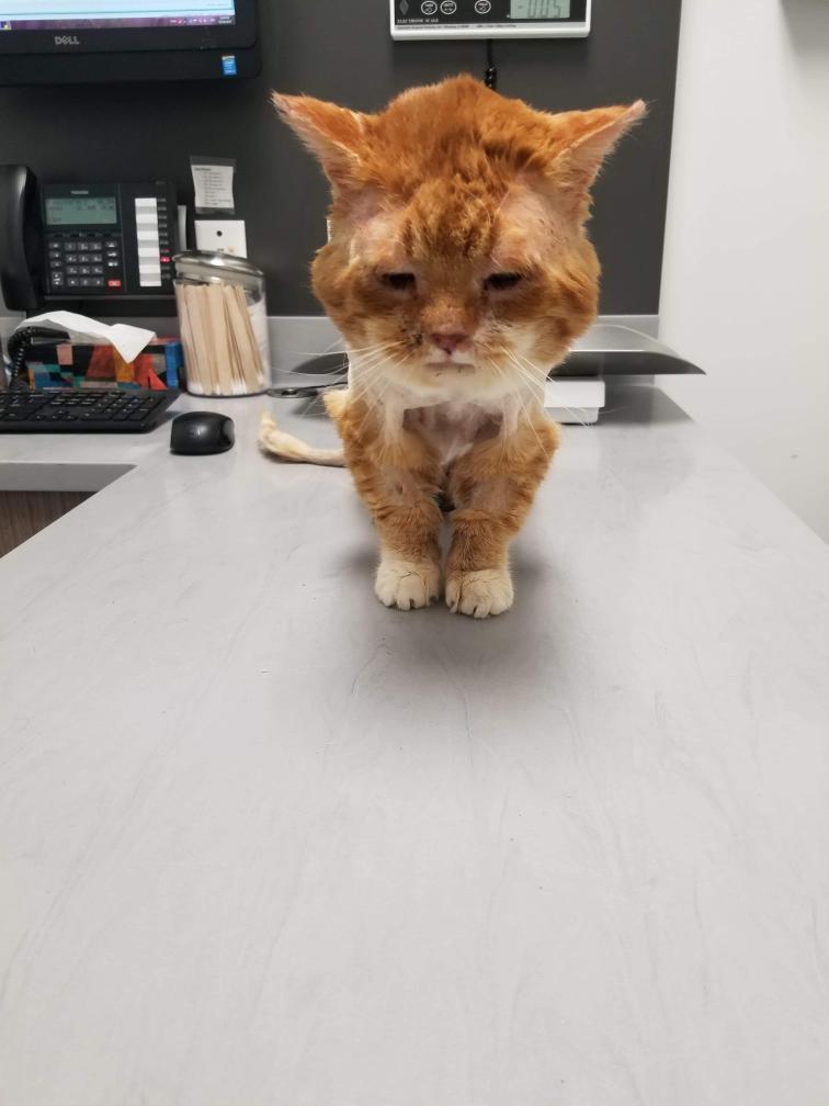 (Courtesy of <a href="https://www.facebook.com/unchatalafois/">One cat at a time</a>)