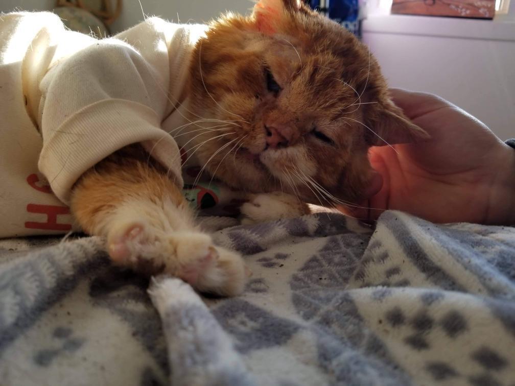 (Courtesy of <a href="https://www.facebook.com/unchatalafois/">One cat at a time</a>)