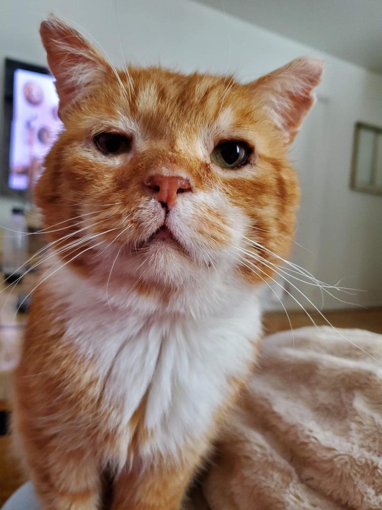 (Courtesy of <a href="https://www.facebook.com/unchatalafois/">One cat at a time</a>)