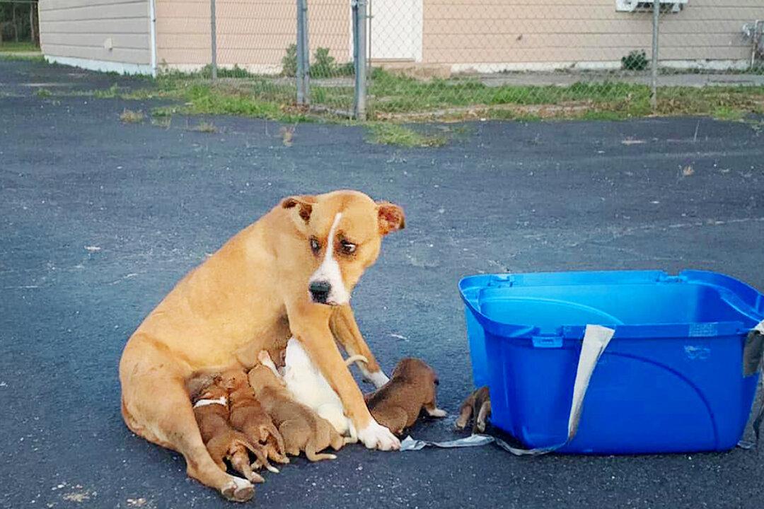 Boxer Mom Abandoned in Parking Lot With 9 Puppies Finds Forever Family for Christmas