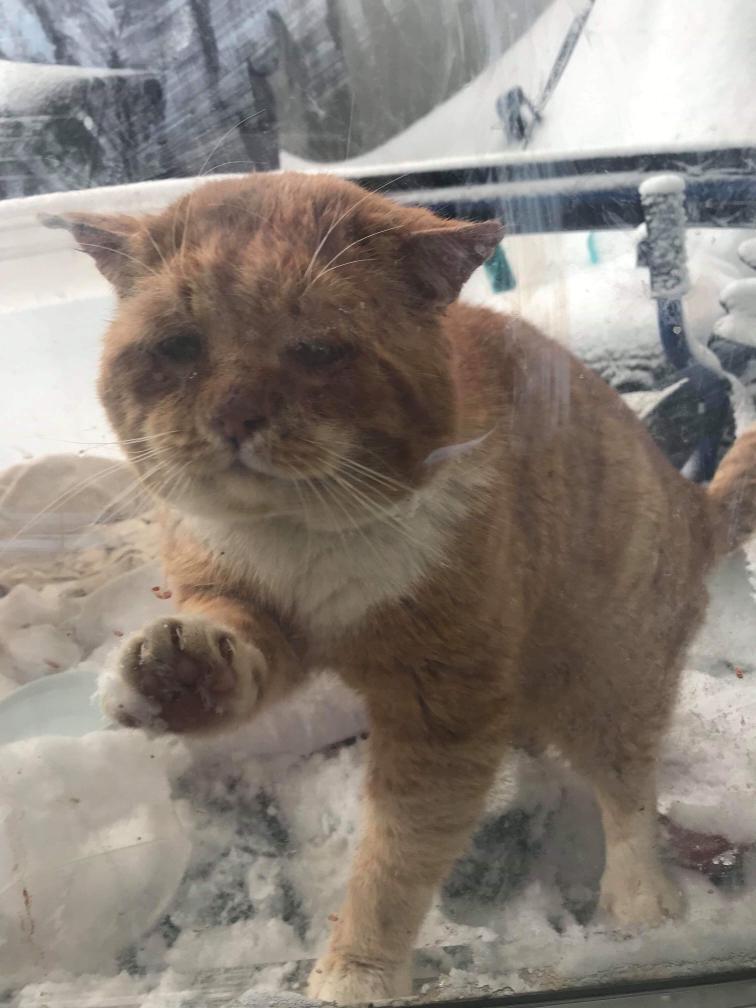 (Courtesy of <a href="https://www.facebook.com/unchatalafois/">One cat at a time</a>)