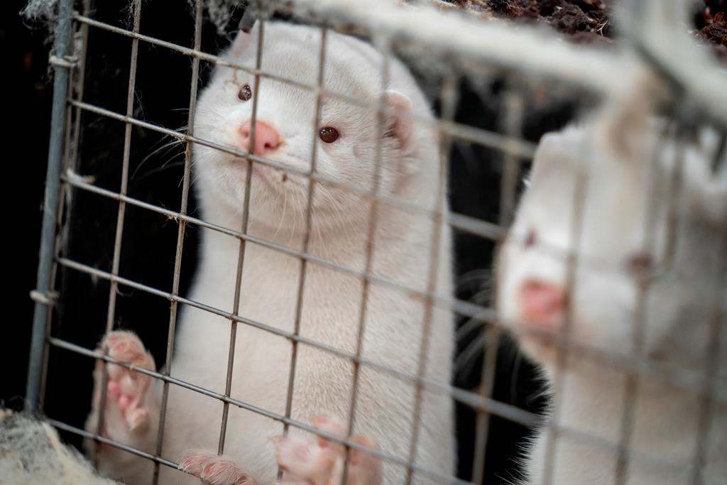 B.C. Mink Farmer Destroys 1,000 Animals After Some Test Positive for COVID-19