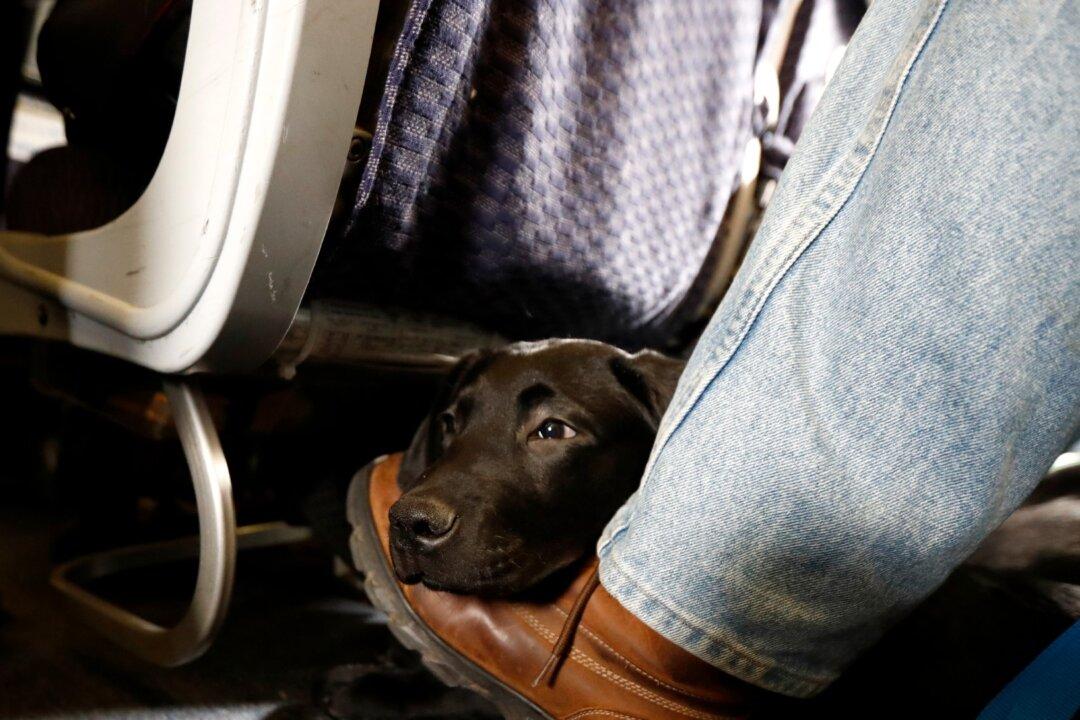American Airlines Is Grounding Emotional-Support Animals
