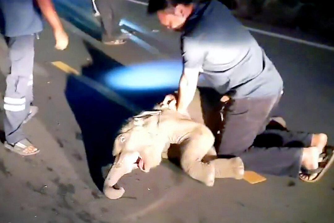 Rescuer Revives Baby Elephant Struck by Motorcycle Using CPR, and the Video Is Amazing