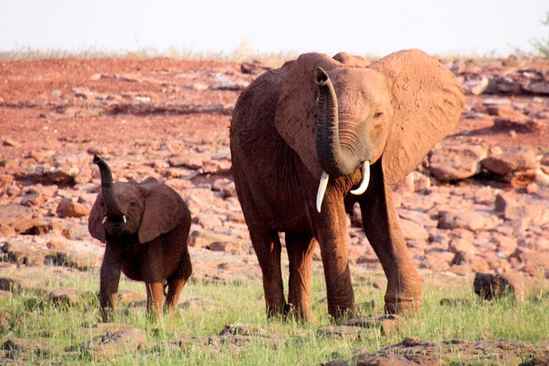 Team Rescues Mother Elephant Walking in Pain With Hunter’s Snare Cutting Into Her Leg