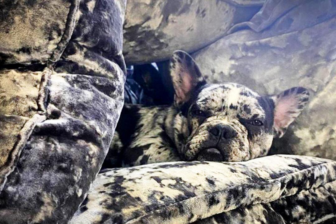 ‘Vanishing’ French Merle Bulldogs Camouflage So Perfectly to Crushed Velvet Sofa, They Disappear Completely