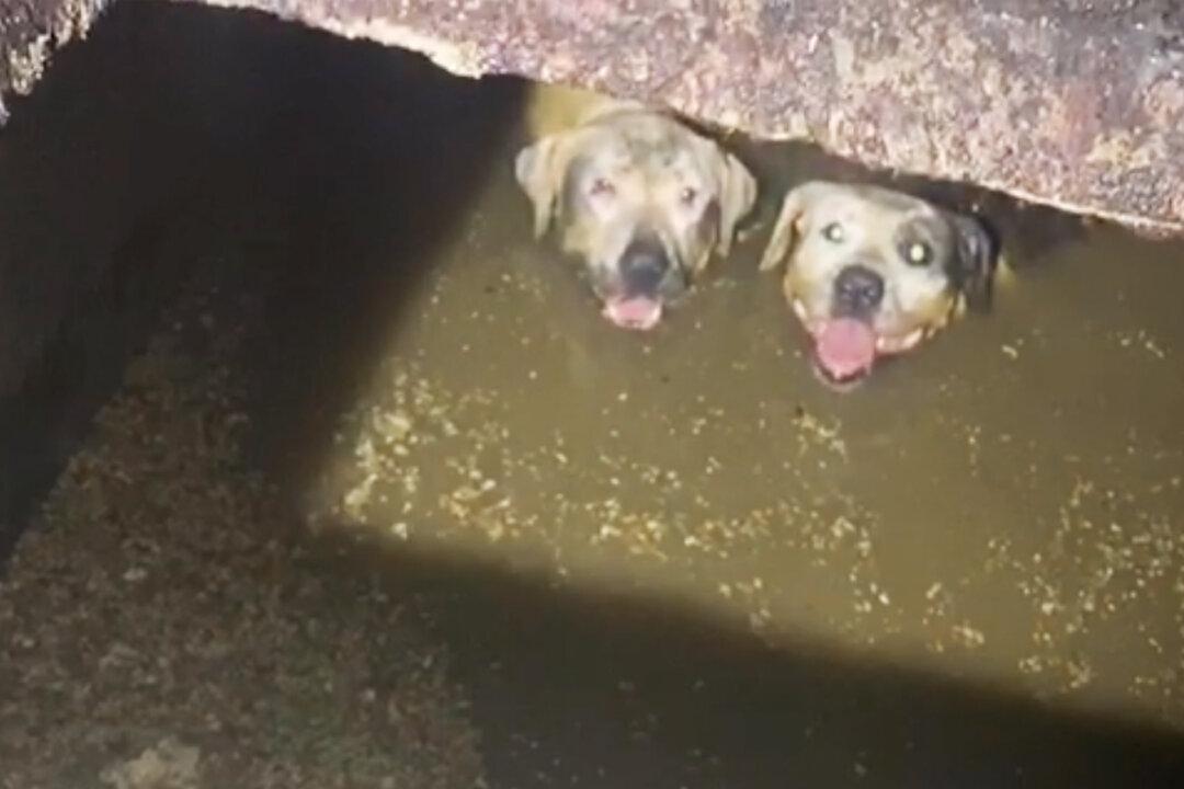 Two Runaway Dogs Trapped Neck-Deep in Septic Tank Rescued in the Nick of Time