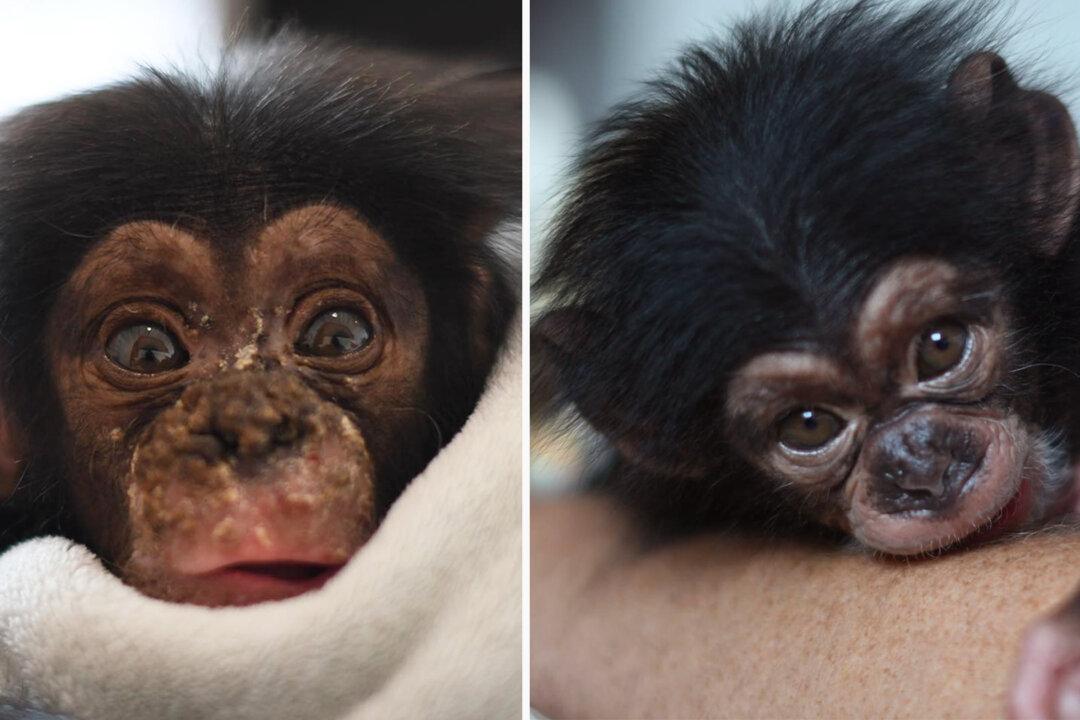 Orphaned Baby Chimpanzee Recovers After Falling From Tree as Mom Was Killed by Poachers