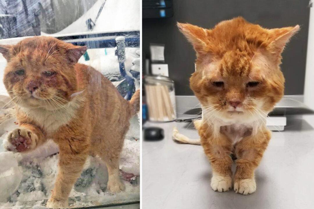 Stray Cat With Rotten Teeth and Frostbite That Knocked on Woman’s Door Gets a Second Chance
