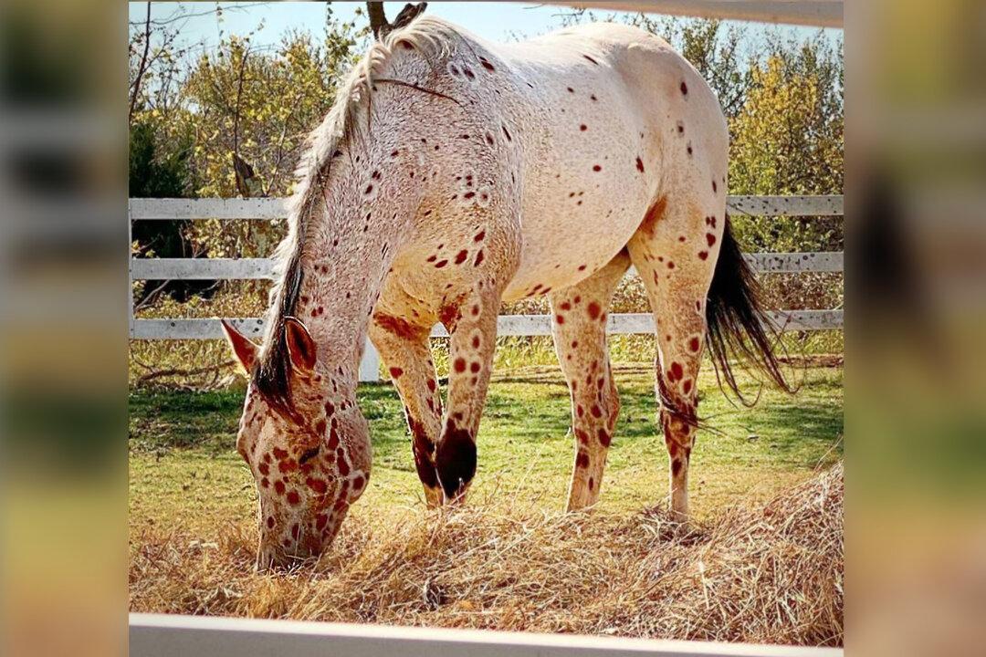 Appaloosa With ‘Leopard Spots’ Is So ‘Chill’ He Has 19,000 Followers on Instagram