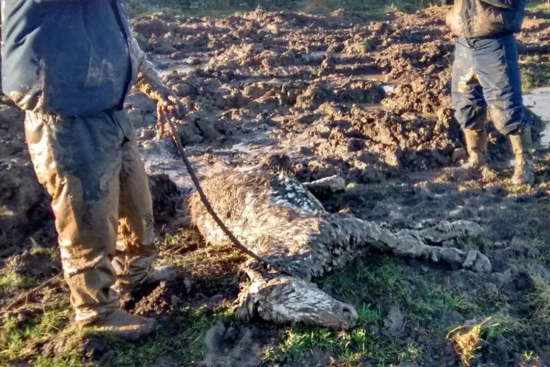 Left to Die in a ‘Sea of Mud,’ Young Horse Rescued in Nick of Time Thrives in Foster Care