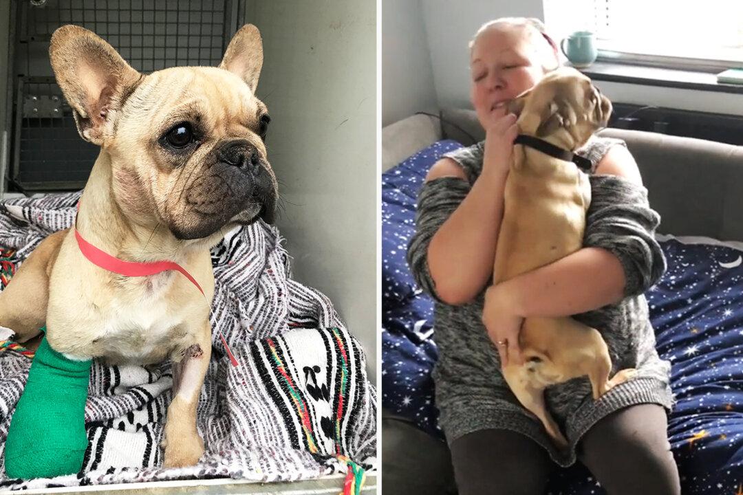 Stolen Dog With Injured Leg ‘Dumped Like Rubbish,’ Reunites With Family After 8 Months