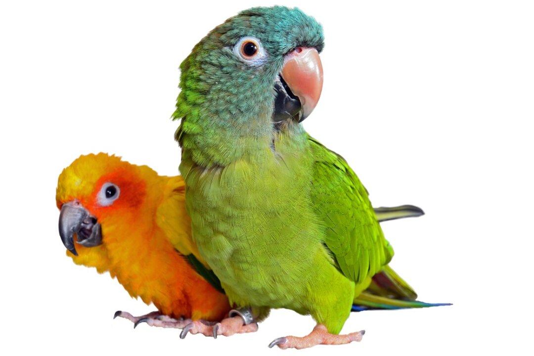 Smart Ways to Save Money on Pet Care