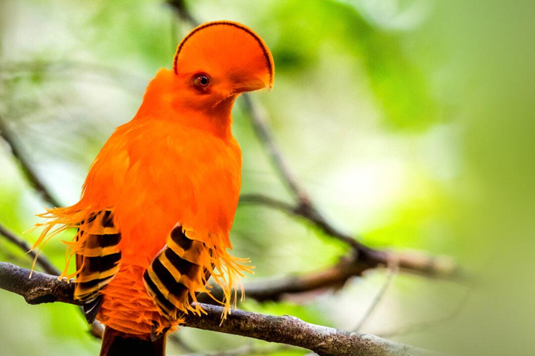Bird With Unusual Half-Moon Crest Is the Must-See Species in Tropical Rainforests