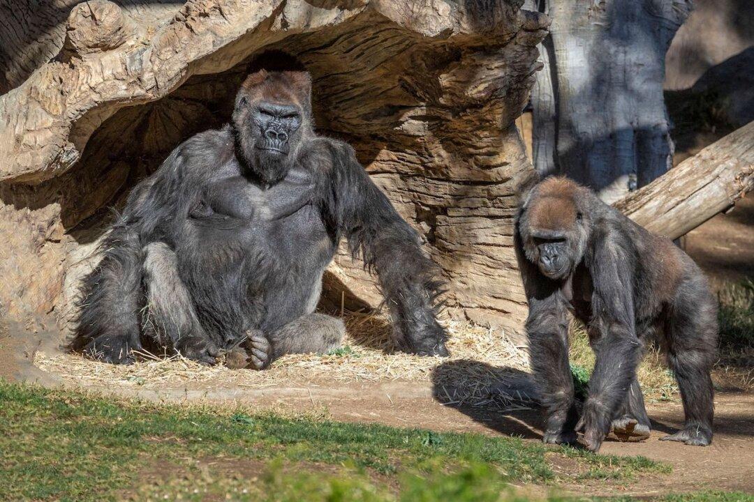 San Diego Zoo Gorillas Test Positive for COVID-19, First Known Case Confirmed in Apes