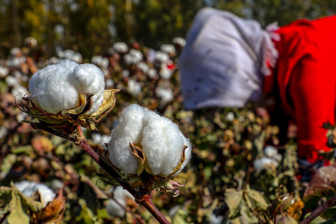 US Law on Forced Labor Could Change China’s Cotton Industry