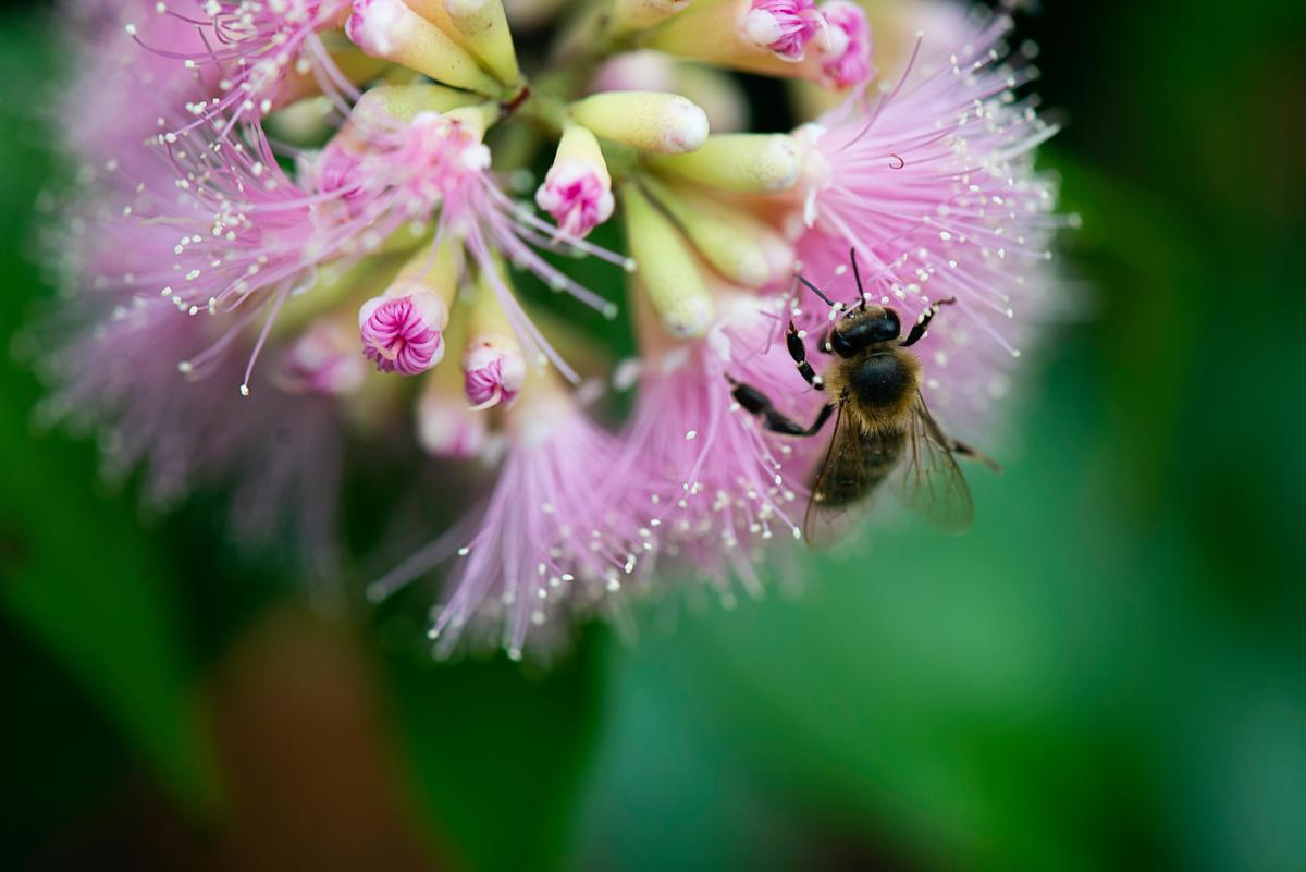 Pesticides May Be Slowly Killing Bees, Study Says