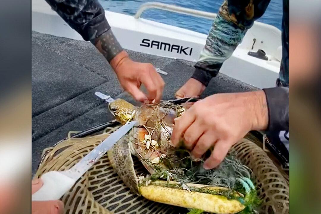 VIDEO: Aussie Fishermen Find Baby Sea Turtle Tangled in Fishing Net and Cut Him Free