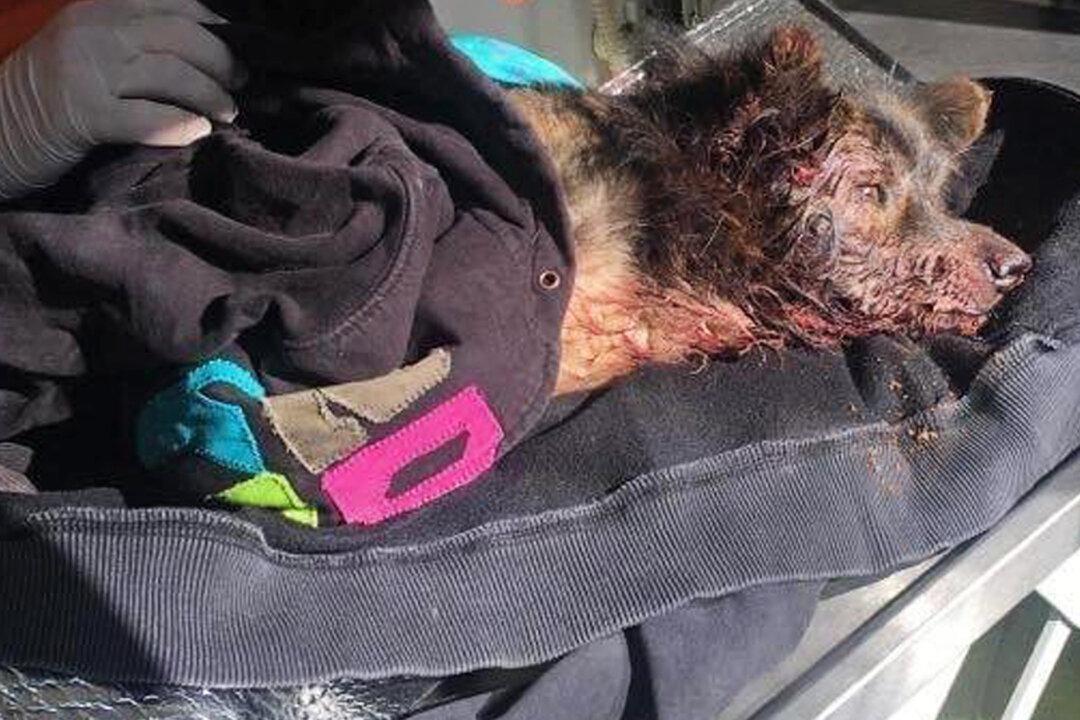 Dog Left for Dead After Being Run Over Finds Forever New Home in UK