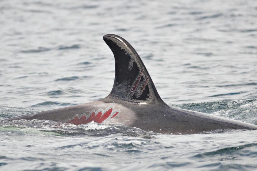 Coast Guard Ramps up Protections for BC Whales