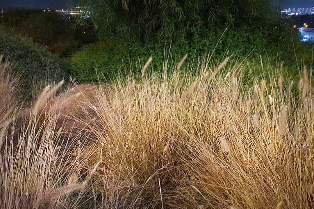 Can You Spot the Perfectly Camouflaged Chameleons in This ‘Normal’ Field of Grass?