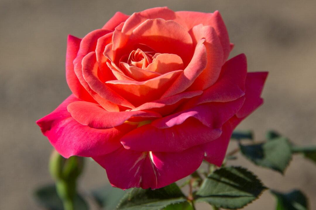 Award-Winning Roses for Your Garden