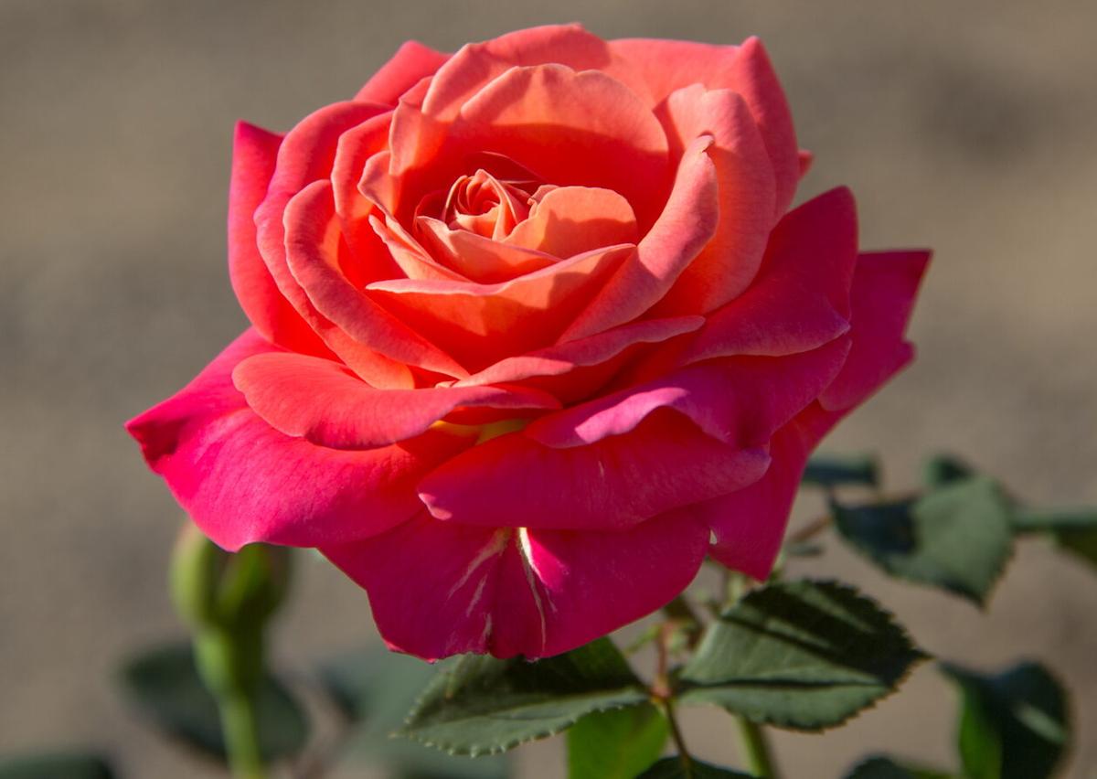 Award-Winning Roses for Your Garden