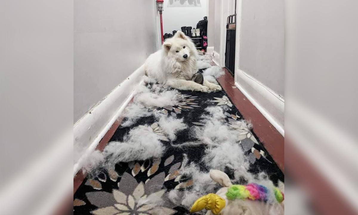 (Courtesy of <a href="https://www.instagram.com/nimbussamoyed/">Nimbus the Pup</a>)