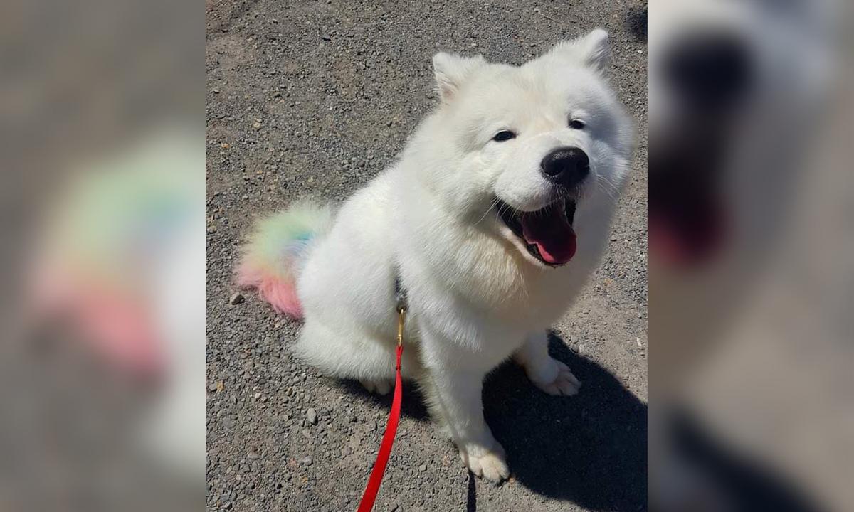 (Courtesy of <a href="https://www.instagram.com/nimbussamoyed/">Nimbus the Pup</a>)