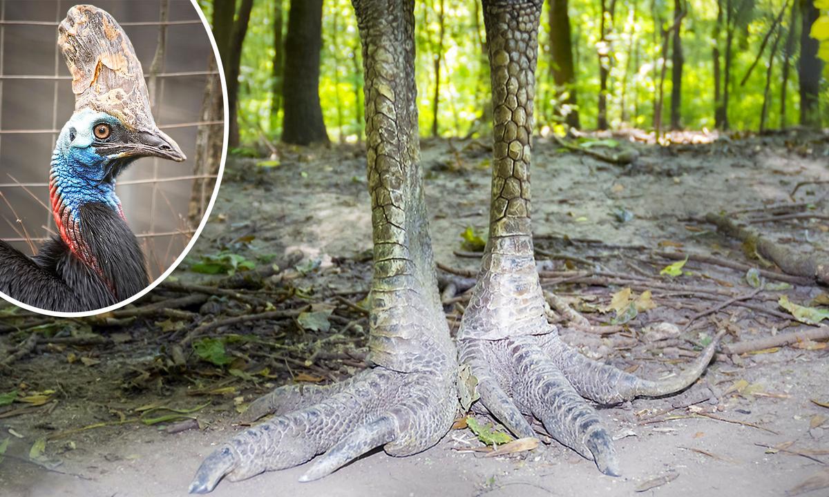 ‘The World’s Most Dangerous Bird’ Has Raptor-Like Claws and Has Been Likened to a Dinosaur