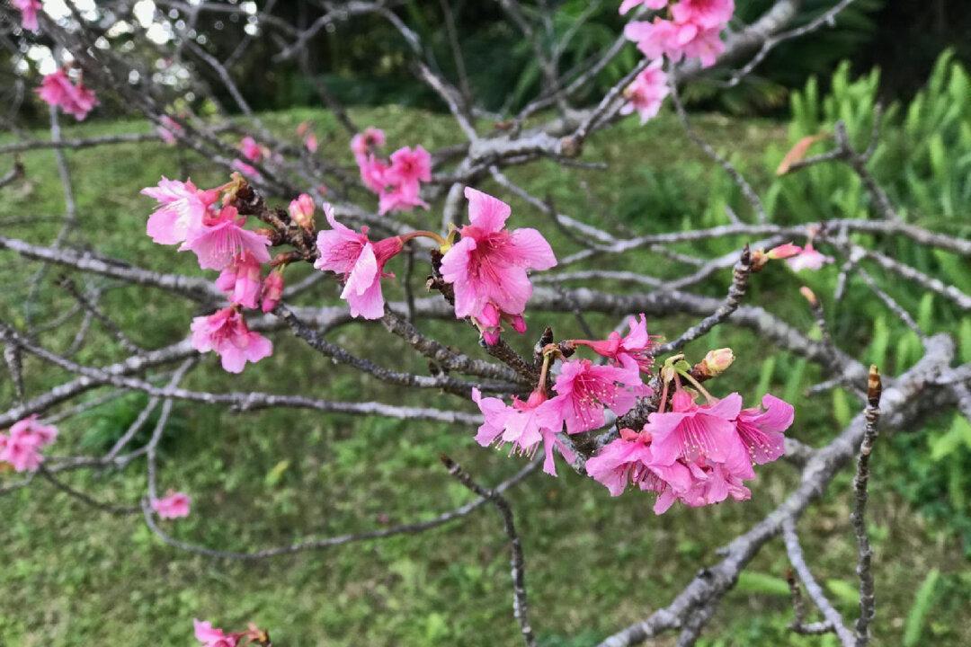 Okinawa: Sunny Island of the Immortals