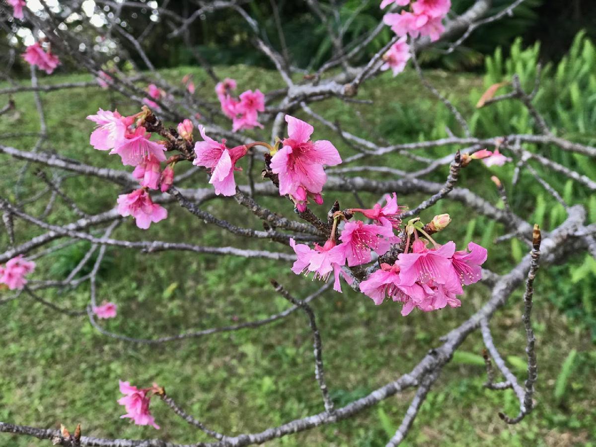 Okinawa: Sunny Island of the Immortals