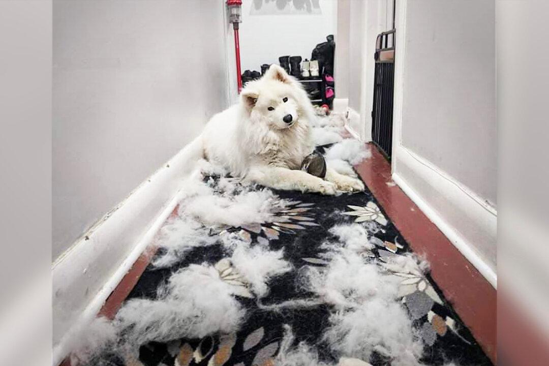 Woman Uses Dog’s Copious White Fur Sheddings to Craft Surprisingly Adorable Boots