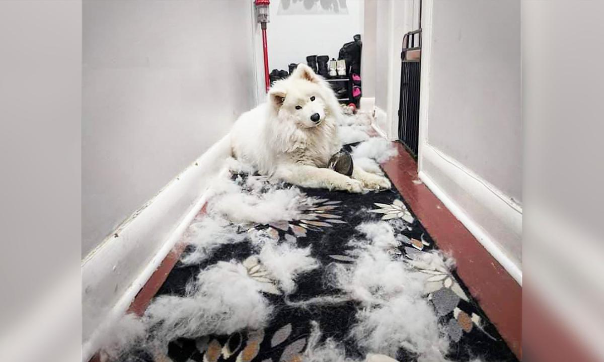 Woman Uses Dog’s Copious White Fur Sheddings to Craft Surprisingly Adorable Boots