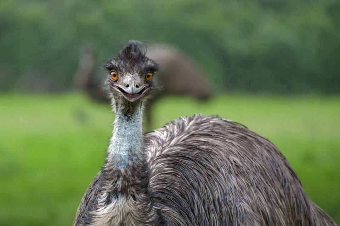 Study Finds 6,000 Years of Emu Mysteries