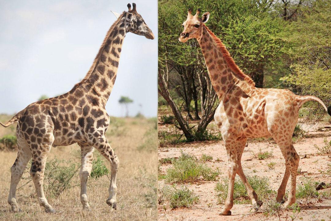 African Scientists Discover 2 Dwarf Giraffes So Small, They’re Only a Bit Taller Than a Human