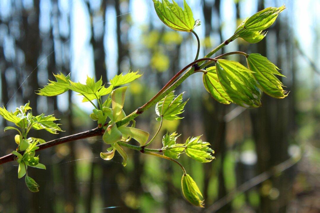 Nature Has Healing Properties for Australia’s Bushfire Stricken Forests