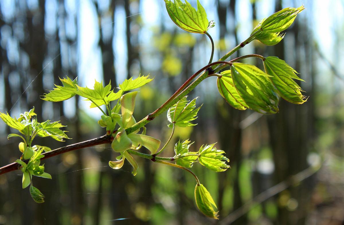 Nature Has Healing Properties for Australia’s Bushfire Stricken Forests
