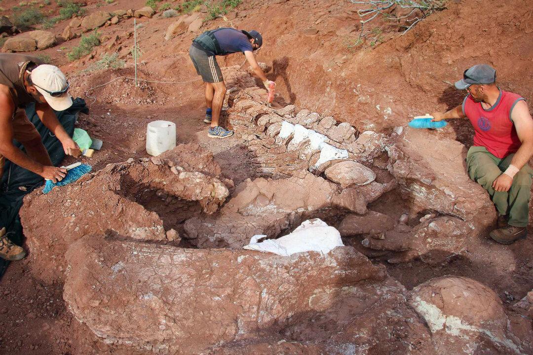 Paleontologists Unearth Giant Dinosaur Fossils That Could Belong to Largest Land Creature Ever Known