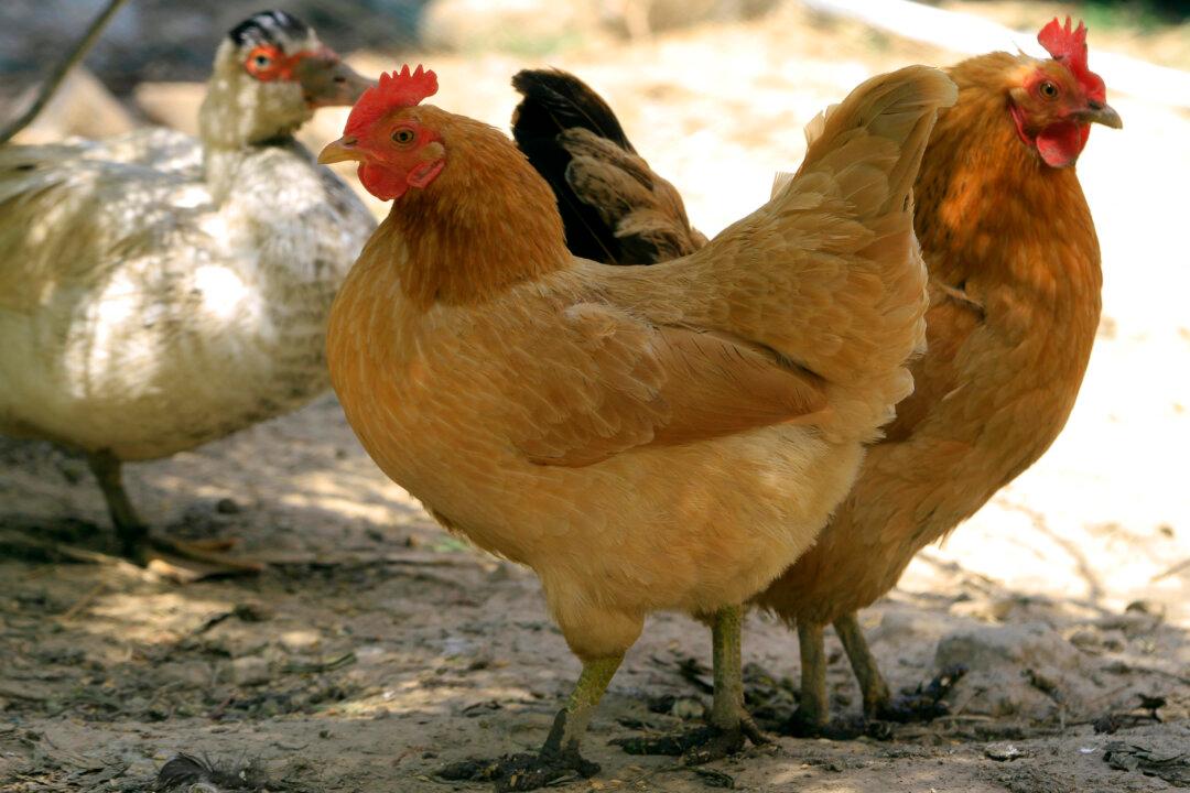 Bird Flu Reported in Multiple US Locations