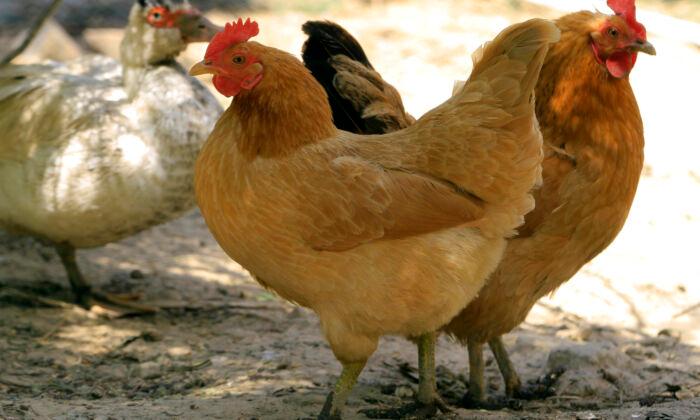 ‘Highly Pathogenic’ Bird Flu Detected Near New York City, Farmers on Alert