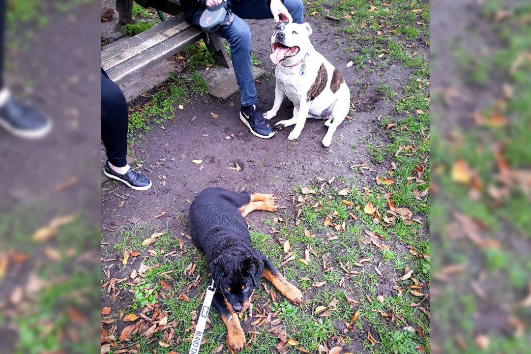 Blind Pup Found Wandering Aimlessly Through London’s Hyde Park Finds New Forever Home