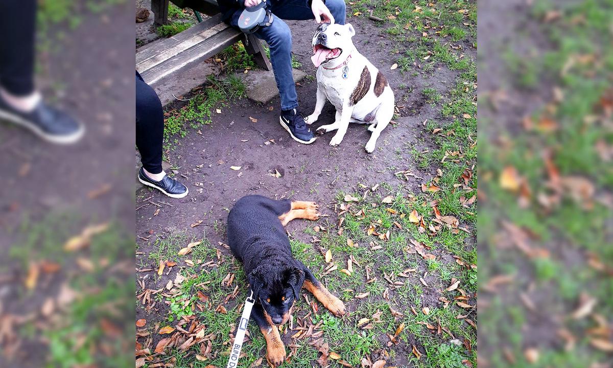 Blind Pup Found Wandering Aimlessly Through London’s Hyde Park Finds New Forever Home