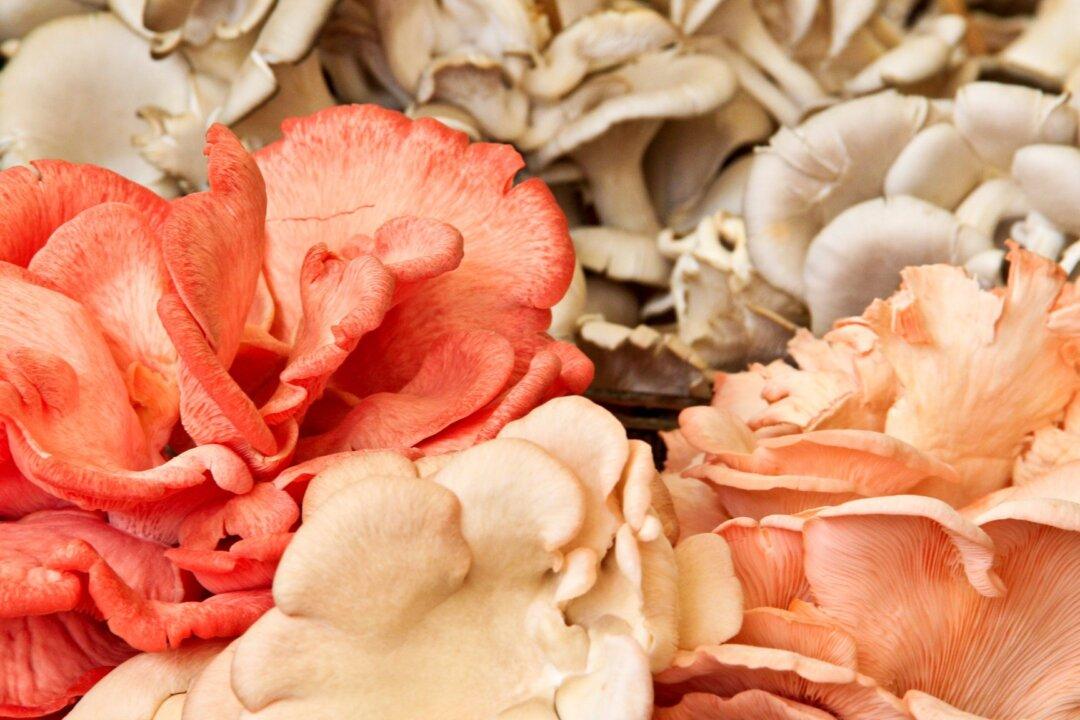 The Dark Arts of Winter Mushroom Gardens