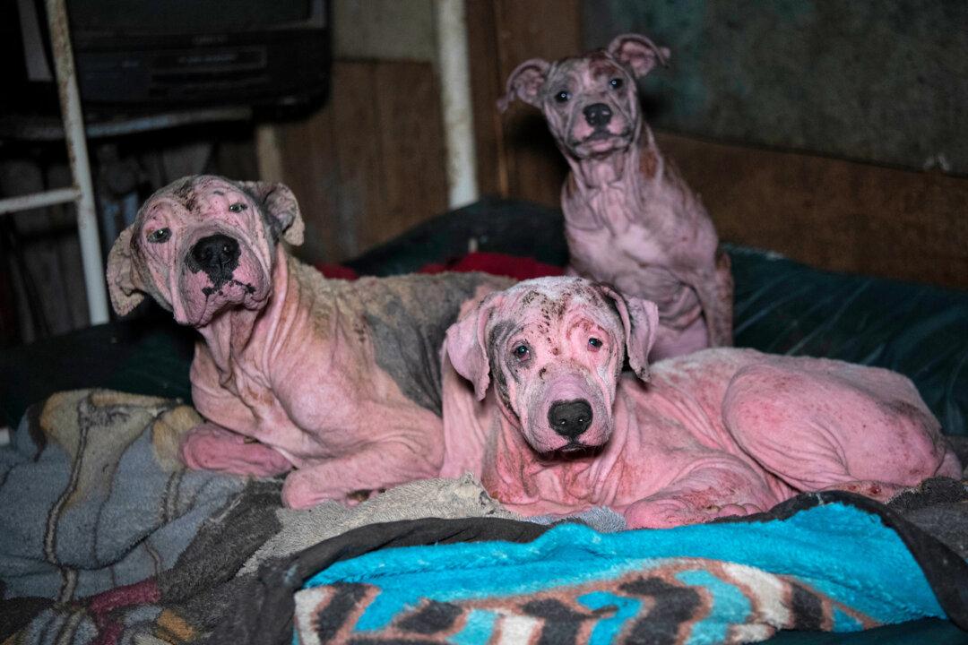 Nearly 140 Neglected Dogs Rescued From Residential Property, Given Second Chance at Life