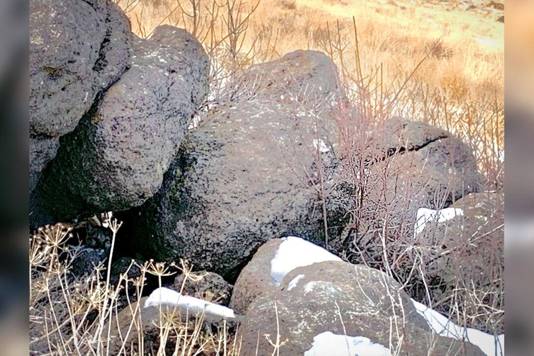 Can You Spot the Mountain Lion ‘Hidden in Plain Sight’ in This Photo of a Few Boulders?