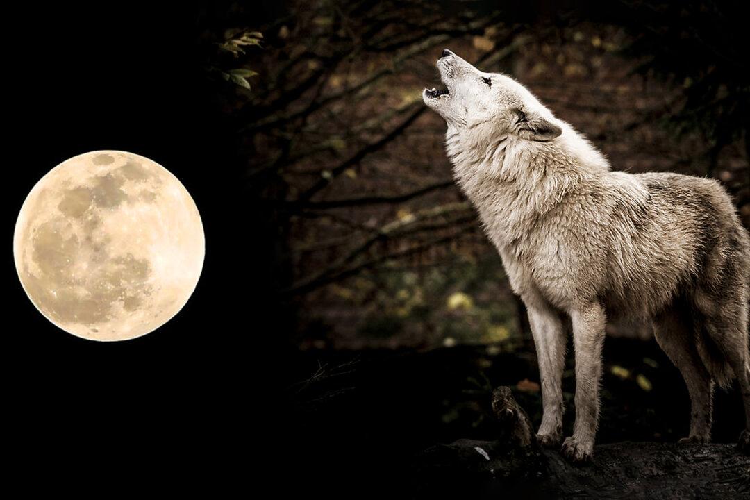 The Full ‘Wolf Moon’ to Grace the Night Sky on January 28; Here’s What You Need to Know