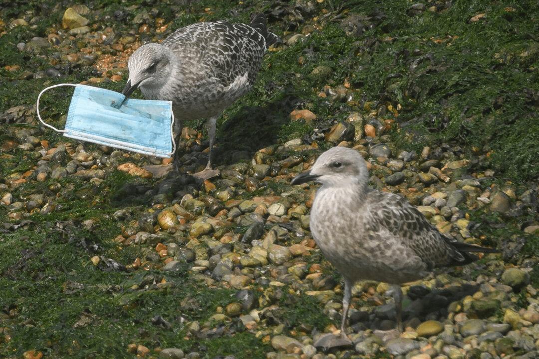 RSPCA’s Plea to Cut Elastic Straps From Discarded Face Masks